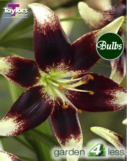 Nettys Pride-Exotic Lily Bulb