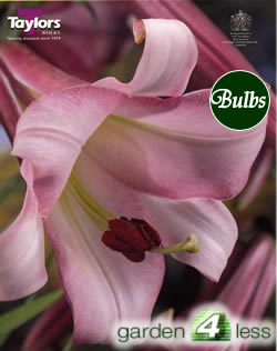 Pink Perfection -Trumpet Lily Bulb