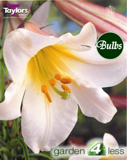 Regale -Trumpet Lily Bulb