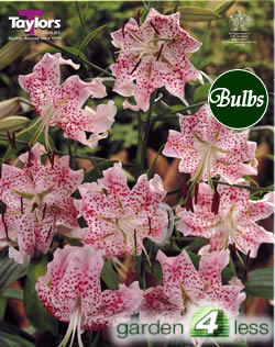 Speciosum Rubrum-Species and Tigrium Hybrid Lily Bulb