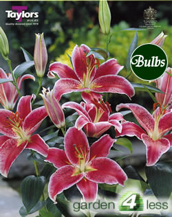 Stargazer-Oriental Lily Bulb