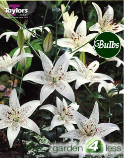 Sterling Star -Asiatic Lily Bulb