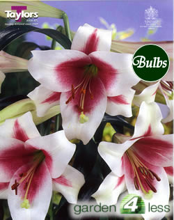 Triumphator-Exotic Lily Bulb
