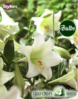 White Heaven-Exotic Lily Bulb