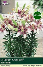 Crossover Lily Bulb