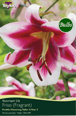 Friso Lily Bulb