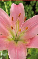 Lilies Chianti Lifestyle Collection Bulbs