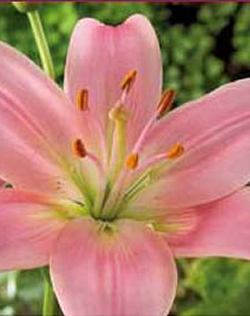 Lilies Chianti Lifestyle Collection Bulbs