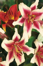 Lilies Lavon (Tree Lily) Lifestyle Collection Bulbs
