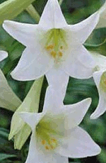 Lilies Giant Longiflorum White Lifestyle Collection Bulbs