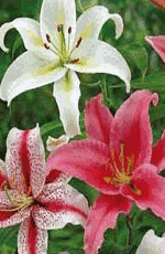 Lilies Oriental Mixed Lifestyle Collection Bulbs