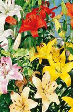 Lilies Scented Asiatic Mixed  Lifestyle Collection Bulbs