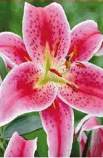 Lilies Stargazer Lifestyle Collection Bulbs
