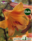 African Queen -Trumpet Lily Bulb