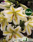 Auratum-Species and Tigrium Hybrid Lily Bulb