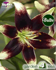 Nettys Pride-Exotic Lily Bulb