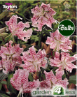 Speciosum Rubrum-Species and Tigrium Hybrid Lily Bulb