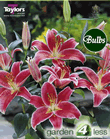 Stargazer-Oriental Lily Bulb