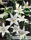 Sterling Star Lily