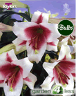 Triumphator-Exotic Lily Bulb