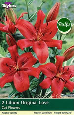 Original Love Lily Bulb