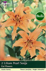 Pearl Sonja Lily Bulb