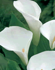 Calla Aethiopica Xtra Large Bulbs