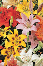 Lilies Asiatic Mixed Xtra Large Bulbs