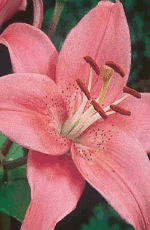 Lilies Cote D'Azur Xtra Large Bulbs