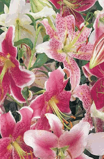 Lilies Oriental Mixed Xtra Large Bulbs