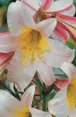 Lilies Regale Xtra Large Bulbs