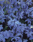 Scilla Siberica Xtra Large Bulbs