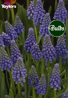 Armeniacum - Muscari Bulb
