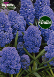 Blue Spike - Muscari Bulb