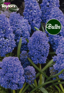 Blue Spike - Muscari Bulb