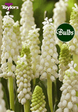 Botryoides Album - Muscari Bulb