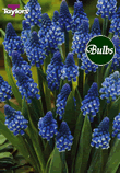 Dark Eyes - Muscari Bulb