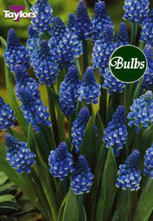 Dark Eyes - Muscari Bulb