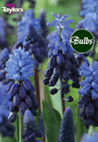 Latifolium - Muscari Bulb