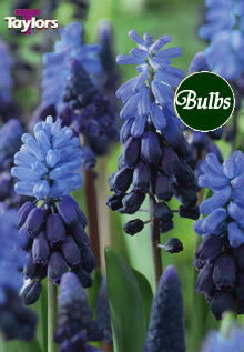Latifolium - Muscari Bulb