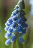 Muscari Blue Grape Hyacinth Lifestyle Collection Bulbs