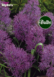 Plumosum - Muscari Bulb
