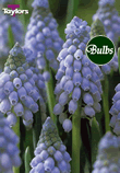 Valerie Finnis - Muscari Bulb
