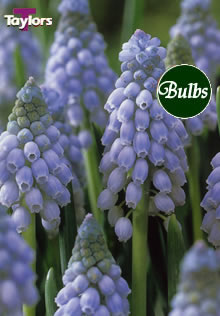 Valerie Finnis - Muscari Bulb