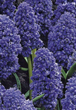 Muscari Blue Spike Xtra Large Bulbs