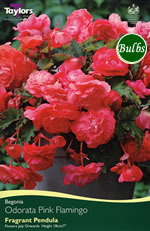 Odorata Pink Flamingo Exotic Begonia Bulb