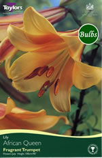African Queen -Trumpet Lily Bulb