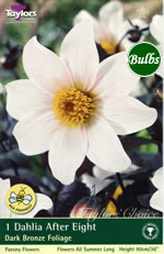 After Eight-Dark Bronze Foliage Dahlia Tuber