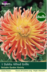 Alfred Grille-Cactus Dahlia Tuber