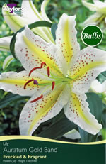 Auratum-Species and Tigrium Hybrid Lily Bulb